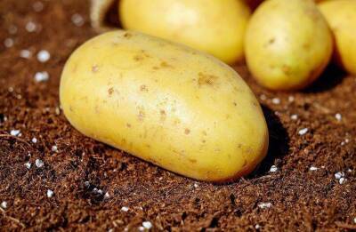 Как вырастить картофель по-турецки: суперурожай без особого ухода - sadogorod.club