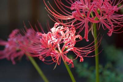 Ликорис - ураганная лилия. Как вырастить в своем саду эту экзотику? - lifehelper.one - Корея