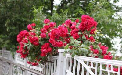 Светлана Протас - 2 секрета нужно знать, чтобы вырастить роскошные пышные розы: соседки рты откроют от красоты - sadogorod.club