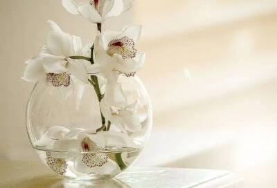 Елен Гутыро - Копеечное удобрение для капризных орхидей: пару поливов – и вы не узнаете свои цветы - sadogorod.club