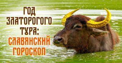 Новый год по славянскому календарю начнется 20 марта, наступит время Златорогого Тура, для каждого есть особое послание - lifehelper.one