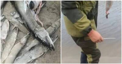 Рыбак поймал щуку с ондатрой внутри - porosenka.net