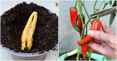 Новый метод садоводства: простой способ размножить острый перец в бананах - cpykami.ru