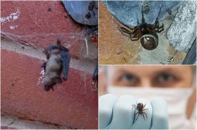 Англичанин нашел поедавшего летучих мышей ядовитого паука на чердаке дома - porosenka.net - Англия - Ирландия