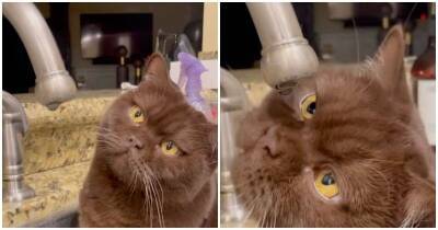 Любознательный кот изучает, как капля падает из крана - mur.tv