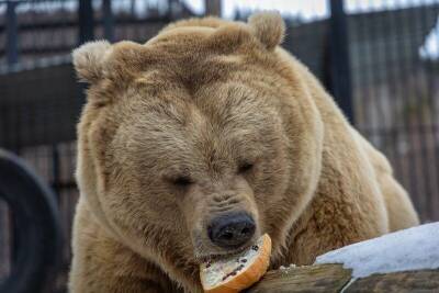 Медведей из Красноярского зоопарка угостили бутербродами - mur.tv - Красноярск