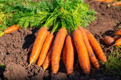 Урожайные и вкусные сорта моркови для хранения, соков и консервации - sadogorod.club