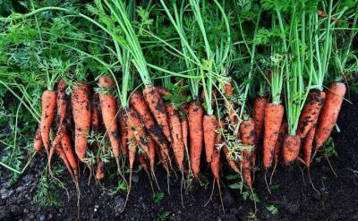 Светлана Протас - Чем посыпать грядки для посева моркови, чтобы выросли крупные корнеплоды: хитрость дачников - sadogorod.club