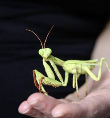 Невероятно реалистичные насекомые и растения из бумаги - fokus-vnimaniya.com