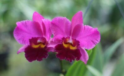 Светлана Протас - 2 секретные подкормки для орхидей, которые точно работают: зацветут пышнее прежнего - sadogorod.club