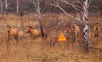 Почему в чернобыльской зоне живут и процветают животные - porosenka.net