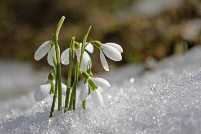 ​Как влияет весна на нашу жизнь? - lifehelper.one