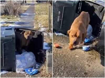 Пёс, живший в мусорном баке, с надеждой глядел на прохожих - mur.tv