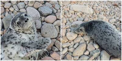 На берег Приморья стали выползать маленькие тюлени - mur.tv - Приморье край