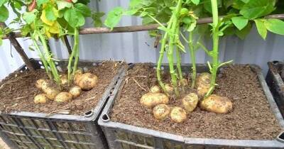 И огород не нужен. Попробуйте вырастить картошку в пластиковых ящиках — интересный эксперимент - lifehelper.one