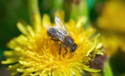 Зачем тебе жужжать, если ты не пчела? Европейская символика образа - lifehelper.one - Англия