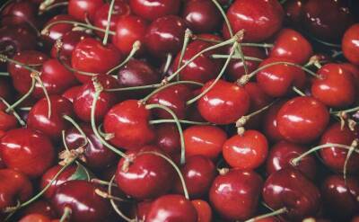 Светлана Протас - 2 полезных совета для тех, у кого не плодоносит вишня: насладитесь сочными ягодами уже в этом году - sadogorod.club