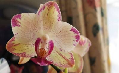 Светлана Протас - Полейте орхидею лимонной водой: на следующие сутки вы не узнаете цветок - sadogorod.club