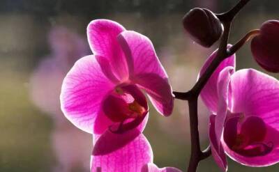Елен Гутыро - Напоите этим орхидею и засохший цветок обрастет корнями, а цветоносы будут все в бутонах - sadogorod.club