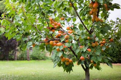 Выращивание абрикосов в средней полосе – как добиться хорошего урожая в неблагоприятных условиях - sadogorod.club