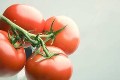 Антон Курчев - Используйте две капли простого средства: урожай томатов будет обильным, а плоды станут крупнее на 20 процентов - sadogorod.club