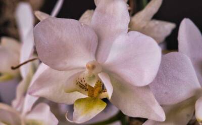 Светлана Протас - От этой подкормки орхидея хорошеет на глазах: и корни нарастают, и пышно цветёт - sadogorod.club