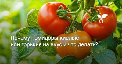 Почему помидоры кислые или горькие на вкус и что делать? - sadogorod.club