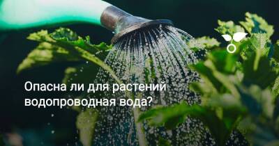 Опасна ли для растений водопроводная вода? - sadogorod.club