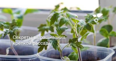Секреты выращивания крепкой рассады - sadogorod.club