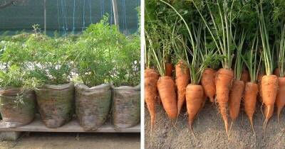 Сэкономьте место в огороде и вырастите крупную морковь в пакетах. Интересный опыт с хорошим результатом - lifehelper.one