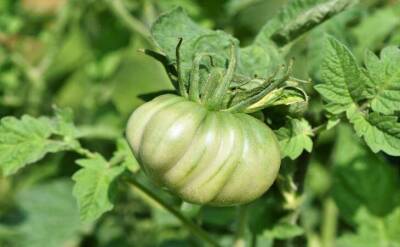 Светлана Протас - Крупные и сладкие томаты завяжутся на всех кустах, если таким способом поливать помидоры - sadogorod.club