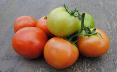 Светлана Протас - На месяц раньше, чем у соседей: две хитрости дают обильный урожай сочных томатов в 95% - sadogorod.club