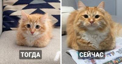 16 фотографий, которые покажут, как маленькие котятки превратились в роскошных пушистых котищ - mur.tv