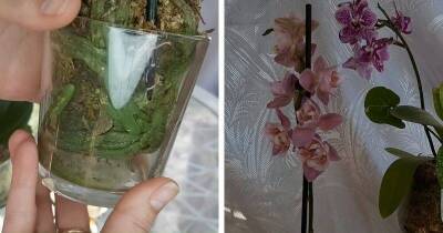 Пересадите орхидею в мох и удивитесь результату. Корни растут интенсивно, а орхидея цветёт, как никогда раньше - lifehelper.one