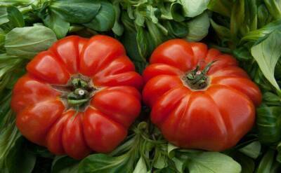 Светлана Протас - 3 сорта томатов, о которых мало кто знает: стоит посадить, чтобы удивить соседей - sadogorod.club