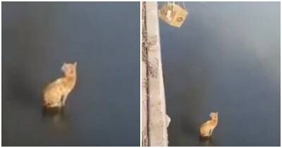 Мужчина спас промокшего и замерзающего кота, упавшего в канал - mur.tv