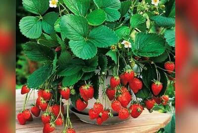 Какие ягодные кустарники можно выращивать в горшках и контейнерах - sadogorod.club