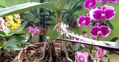 Омолодите пожилую орхидею нехитрым способом и получите новые цветы в придачу - cpykami.ru