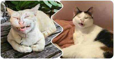 Смешно чихающие коты, мордочки которых выглядят похлеще, чем у людей - mur.tv
