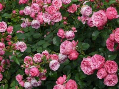 Ольга Котова - Что нужно сделать с розами весной, чтобы они порадовали пышным цветом - sadogorod.club