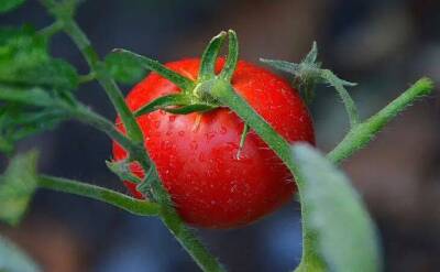 Елен Гутыро - Про урожай можно забыть: без этой копеечной хитрости весной томаты даже не взойдут - sadogorod.club