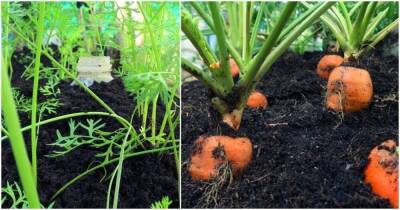 Необычный способ выращивания моркови на горке: много клубней на маленьком участке - lifehelper.one