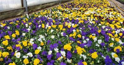 ФОТО. Весна идет: Как выглядят цветущие анютины глазки в теплицах хозяйств в Булдури, Цесисе и Мадоне - sadogorod.club