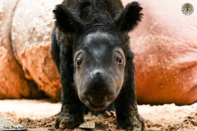 В Индонезии родился малыш суматранского носорога - mur.tv - Индонезия