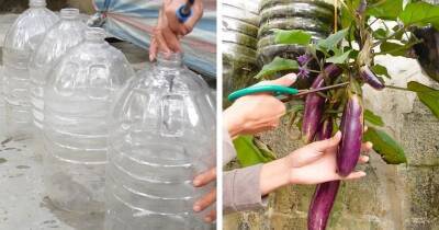 Вырастить баклажаны можно даже на балконе. Любопытный способ выращивания баклажанов в бутылках - cpykami.ru