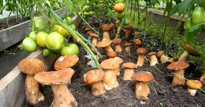 Дедушкин метод засеять белыми грибами все грядки возле дома - lifehelper.one