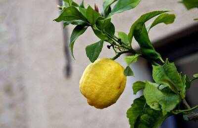 Марин Михалап - Как вырастить лимон в домашних условиях: назван невероятно простой способ - lifehelper.one