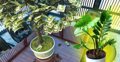 Мама подарила долларовое дерево, доходы семьи резко повысились - lifehelper.one