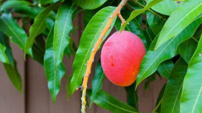 Как правильно ухаживать за манго в домашних условиях - sadogorod.club - Индия - Пакистан - Бангладеш
