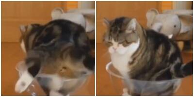 Впихнуть невпихуемое: толстенький котик залез в миску - mur.tv